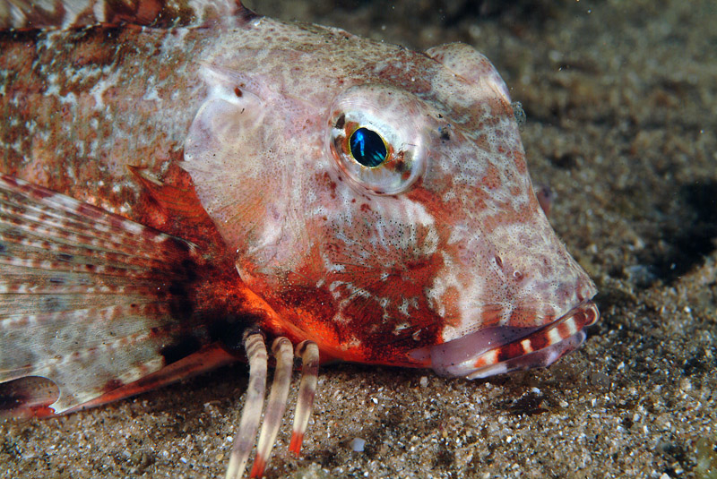 Chelidonichthys lastoviza